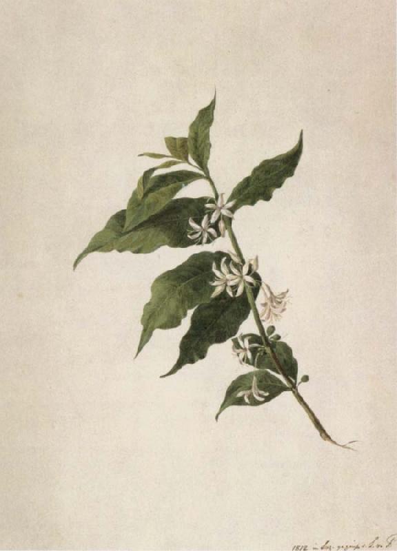 Louise von Panhuys Coffea arabica